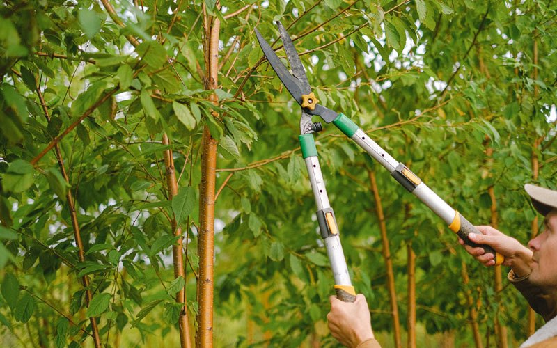 Tree trimming in Boxholm, IA